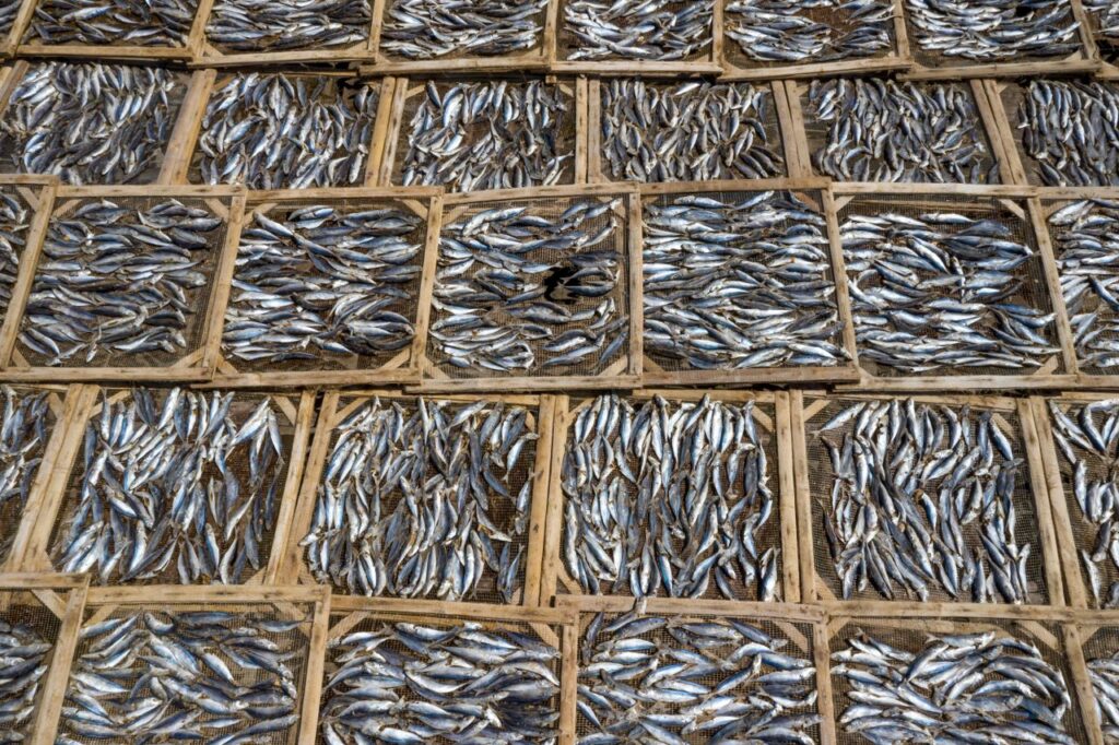 Aerial photograph showcasing an array of fish drying on wooden trays, captured from above.