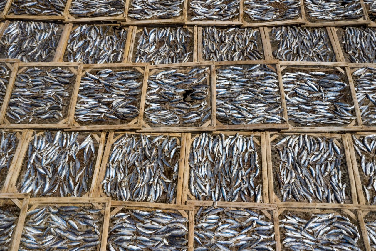 Aerial photograph showcasing an array of fish drying on wooden trays, captured from above.